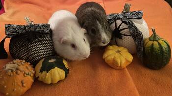 Rescue Short Haired Guinea Pigs for Adoption - Ellis And Denver | PetCurious